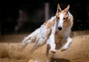 Mobile Bangalore Race Course Betting: Complete 2027 Guide for Indian Players